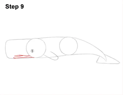How to Draw a Sperm Whale Side 9
