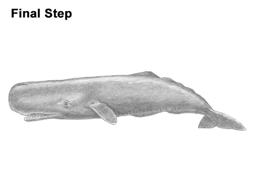 How to Draw a Sperm Whale Side