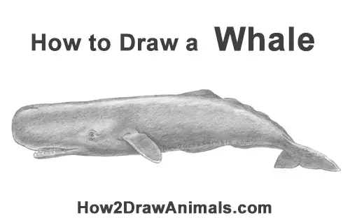 How to Draw a Sperm Whale Side