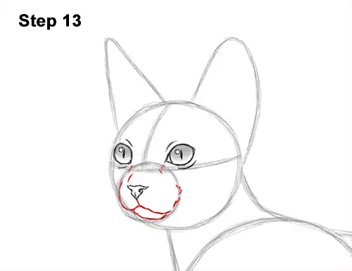 How to Draw a Sphynx Hairless Cat 13