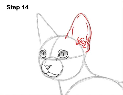 How to Draw a Sphynx Hairless Cat 14