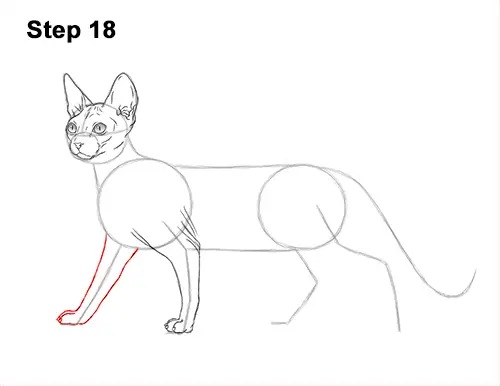 How to Draw a Sphynx Hairless Cat 18