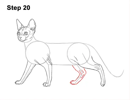 How to Draw a Sphynx Hairless Cat 20