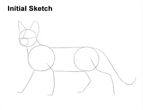How to Draw a Sphynx Hairless Cat Guides Lines