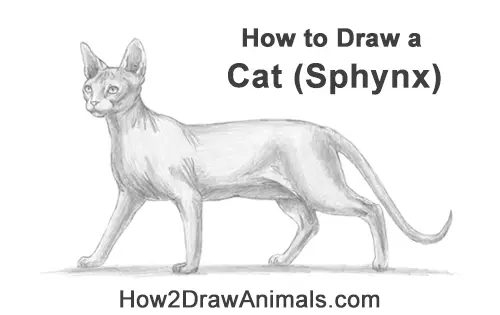 How to Draw a Sphynx Hairless Cat