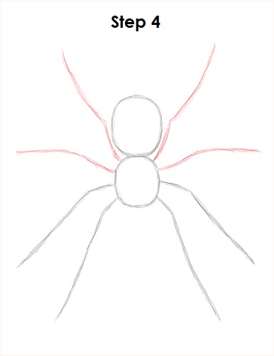 Draw Spider 4
