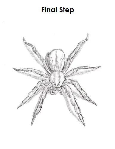 Draw Spider Final