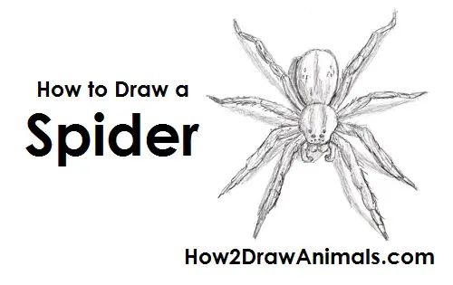 How to Draw a Wolf Spider Arachnid Top View