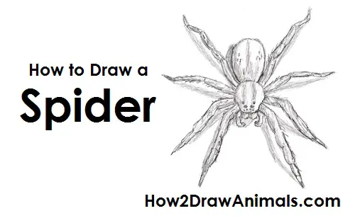 Featured image of post How To Draw A Tarantula Hawk This article has been viewed 160 157 times