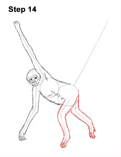Draw Spider Monkey 14