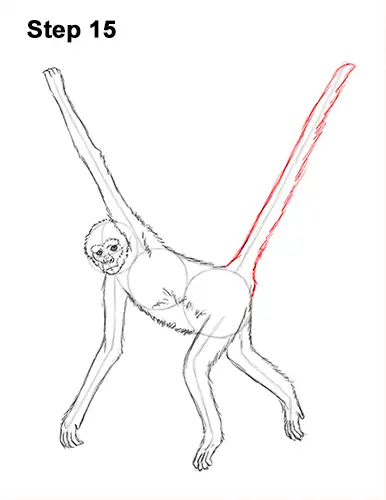 Draw Spider Monkey 15