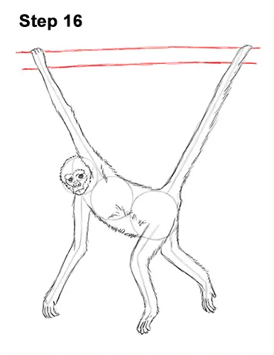 Draw Spider Monkey 16