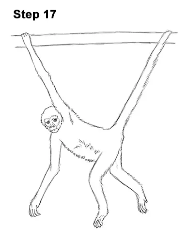Draw Spider Monkey 17
