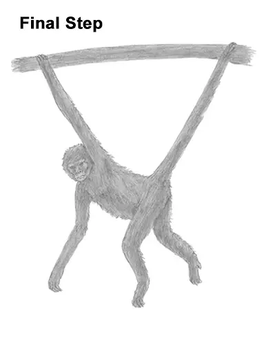 Spider Monkey Drawing Last. 