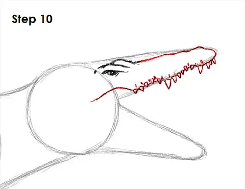 Draw Spinosaurus Dinosaur 10