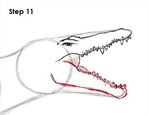 Draw Spinosaurus Dinosaur 11