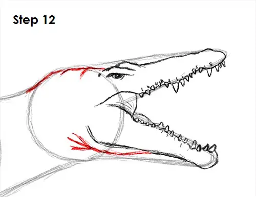 Draw Spinosaurus Dinosaur 12