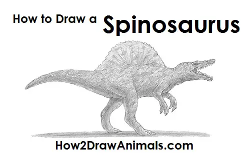 How to Draw a Spinosaurus Dinosaur