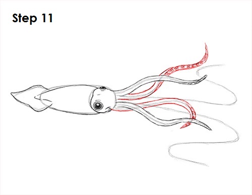 Draw Squid 11