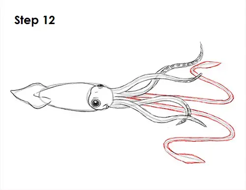 Draw Squid 12