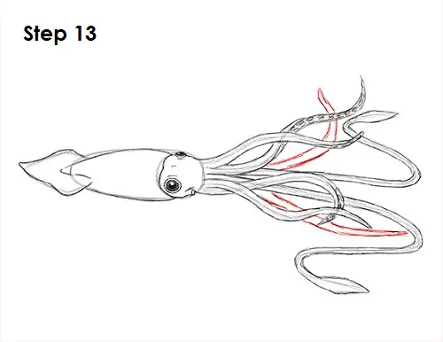 Draw Squid 13