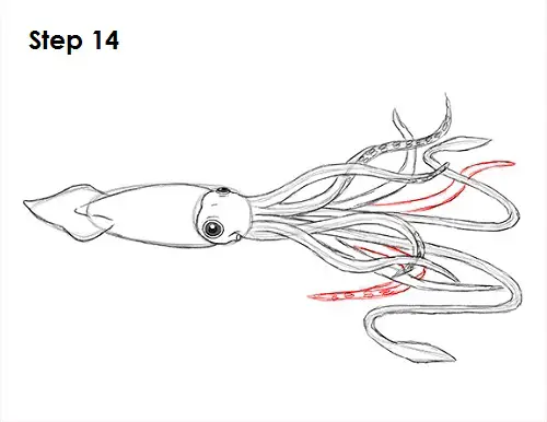 Draw Squid 14