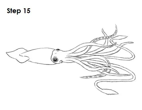 Draw Squid 15