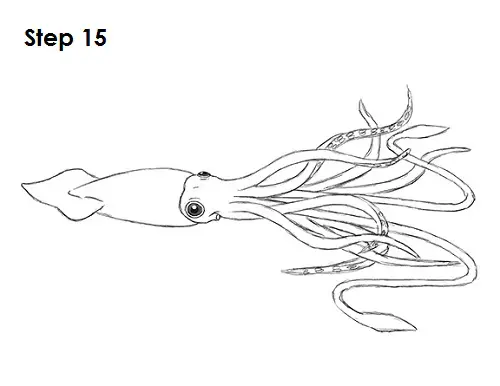 how to draw a giant squid