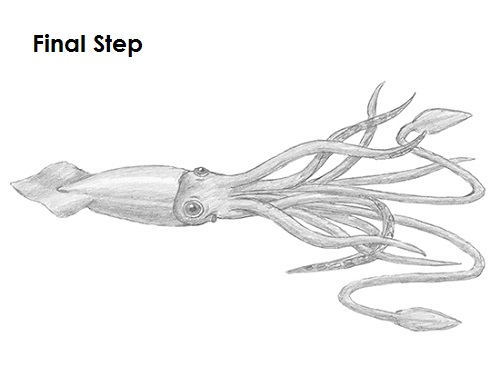 Draw a Squid