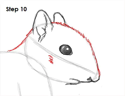 Draw Squirrel 10