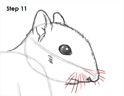 Draw Squirrel 11