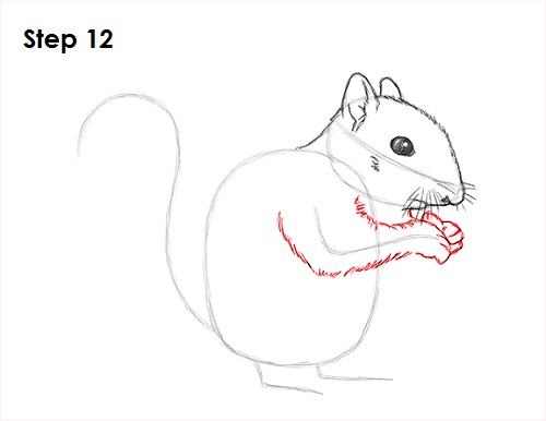 Draw Squirrel 12