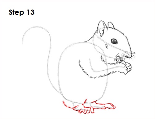 Draw Squirrel 13