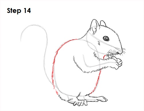 Draw Squirrel 14