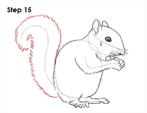 Draw Squirrel 15