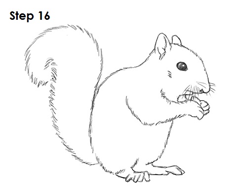 Draw Squirrel 16