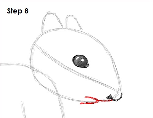 Draw Squirrel 8