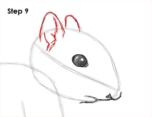 Draw Squirrel 9