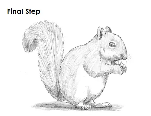 Draw Squirrel Final