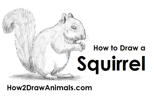 How To Draw A Squirrel