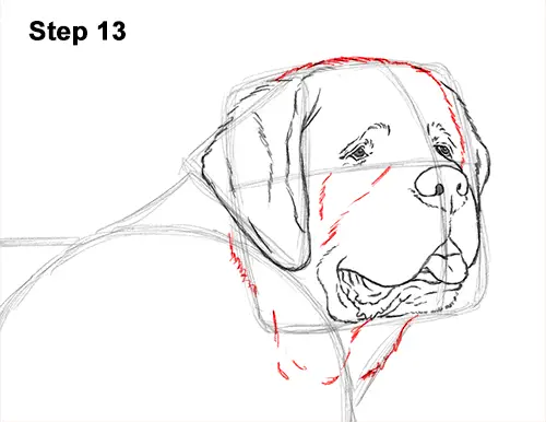 Draw St. Bernard Dog 13