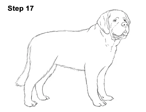 Draw St. Bernard Dog 17