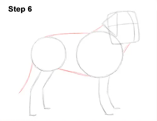 Draw St. Bernard Dog 6