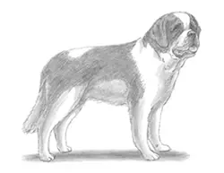 How to draw a St. Bernard Dog