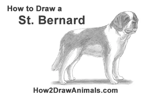 How to Draw a St. Bernard Dog