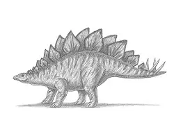 How to Draw a Stegosaurus Dinosaur Side View