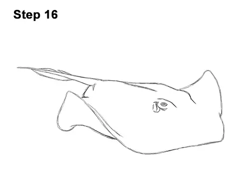 How to Draw a southern common Stingray swimming 16
