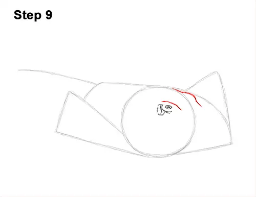 How to Draw a southern common Stingray swimming 9
