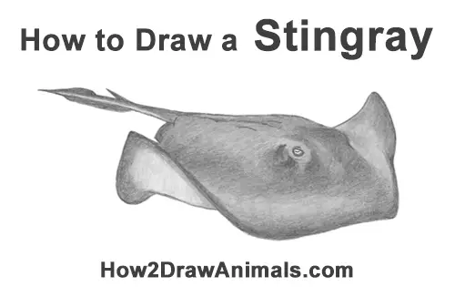 How to Draw a southern common Stingray swimming