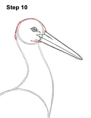 How to Draw a White Stork Bird Side View 10